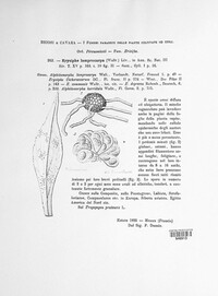 Erysiphe lamprocarpa image